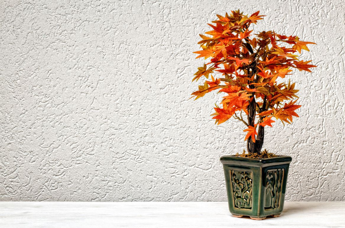 Potted bonsai tree with autumn-colored leaves on a white surface and textured white wall background.